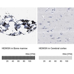Hemogen Antibody, Novus Biologicals:Antibodies:Primary Antibodies